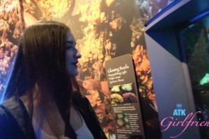 Violet Viper – Aquarium